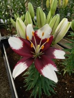 [5034 TinyPadhye No02.JPG]